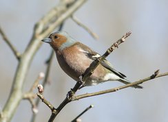 Bogfinke han forår 2015