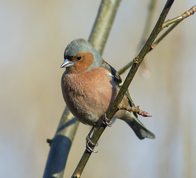 Bogfinke han forår 2015