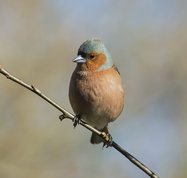 Bogfinke han forår 2015