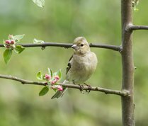 Bogfinke, hun i æbletræ med blomsterknopper