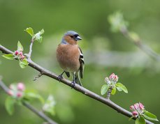 Bogfinke, han i æbletræ med blomsterknopper