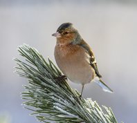 Bogfinke i fyrretræ