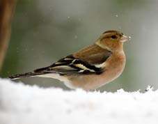 Bogfinke i årets første sne 2014