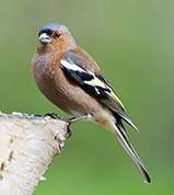 Bogfinke han i foråret