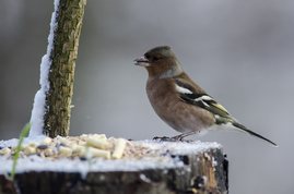 Bogfinke ved foderpladsen
