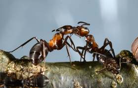 Variegated Oak Aphids and Red Wood Ants