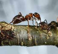 Variegated Oak Aphids and Red Wood Ants