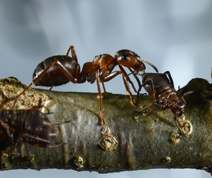 Variegated Oak Aphids and Red Wood Ants