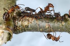Variegated Oak Aphids and Red Wood Ants