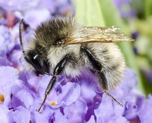 Common carder bee