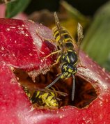 Wasps demolish Discovery apples
