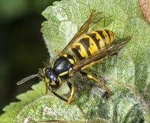 Common wasp