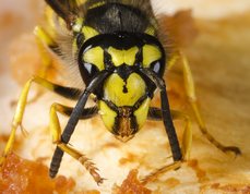 Wasp with apple in the mouth