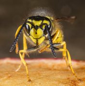 Wasp on apple