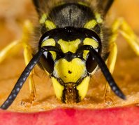 Wasp on apple