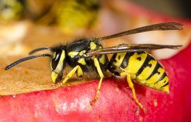 Wasp with wasp waist