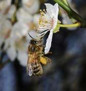 Honning bi