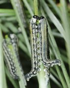 European Pine Sawfly larvae