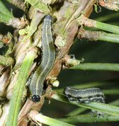 European Pine Sawfly larvae