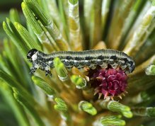 European Pine Sawfly larvae