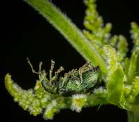 Phyllobius pomaceus - Nettle Weevil