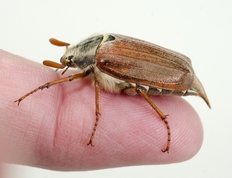 Melolontha melolontha - Cockchafer or May bug