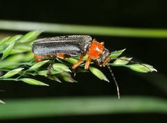 Cantharis pellucida - Soldier beetles