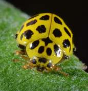 Psyllobora vigintiduopunctata - 22 Spot Ladybird