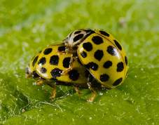 22 Spot yellow ladybird