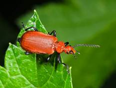 Pyrochroa serraticornis - Cardinal beetle