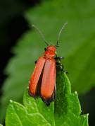 Pyrochroa serraticornis - Cardinal beetle
