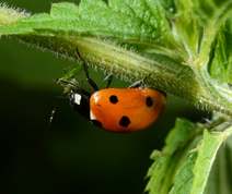 Coccinellidae - Coccinella septempunctata - seven-spot ladybird