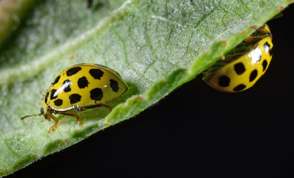 22 Spot yellow ladybird