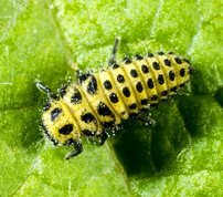 22 Spot Ladybird larvae