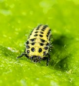 22 Spot Ladybird larvae