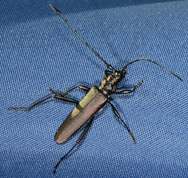 Cerambycidae - Aromia moschata - Musk beetle