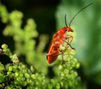 Cantharidae - Cantharis livida - soldier beetles