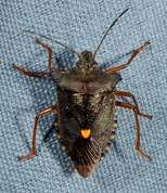 Pentatoma rufipes - Forest bug