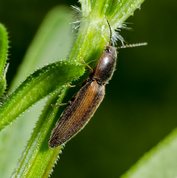 Athous haemorrhoidalis - Click beetle