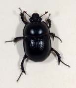 Typhaeus typhoeus - Minotaur Beetle