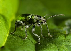 Phyllobius pomaceus - Nettle Weevil