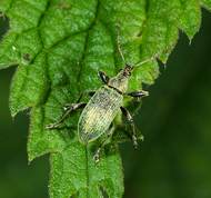 Phyllobius pomaceus - Nettle Weevil