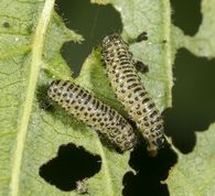 Kvalkvedbladbille  larver