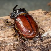 European Rhinoceros Beetle