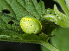 Araniella cucurbitina - Cucumber green spider
