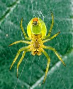 Araniella cucurbitina - Cucumber green spider
