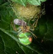 Araniella cucurbitina - Cucumber green spider