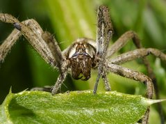 Nursery-web spider