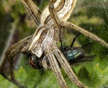 Nursery-web spider with prey