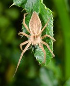 Pisaura mirabilis - Nursery-web spider